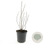Philadelphus coronarius 25-30 cm 2,0L