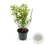 Philadelphus 'Virginal' 30-40 cm 3,0L