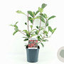 Photinia fraseri 'Red Robin' 30 cm 2,0L