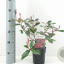 Photinia fraseri 'Red Robin' 30 cm 2,0L