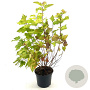 Physocarpus opulif. 'Dart's Gold' 30-40 cm 3,0L