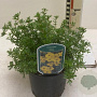 Potentilla f. 'Kobold' 25-30 cm 2,0L