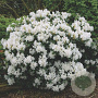Rhododendron 'Cunningham's White' 90-100 cm 25L