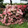 Rhododendron (Y) 'Percy Wiseman' 40-50 cm 5,0L