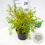 Spiraea cinerea 'Grefsheim' 30-40 cm 3,0L