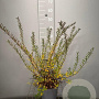 Spiraea nipp. 'Snowmound' 30-40 cm 3,0L