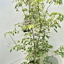 Acer negundo 'Variegatum' 150-175 cm 10L