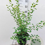 Spiraea vanhouttei 30-40 cm 3,0L