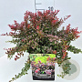 Berberis thunb. 'Atropurpurea Nana' 30-40 cm 10L