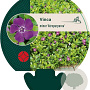 Vinca minor 'Atropurpurea' GM P9