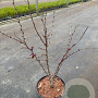 Cercis chinensis 'Avondale' 80-100 cm 20L