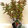 Weigela florida Moulin Rouge 30-40 cm 3,0L