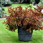 Weigela 'Wings of Fire' 25-30 cm 2,0L