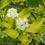Cornus alba 30-40 cm 3,0L