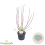 Cornus alba 'Aurea' 30-40 cm 3,0L