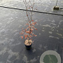 Fagus sylvatica 80-100 cm 3,0L