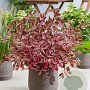 Cornus alba Miracle 25-30 cm 2,0L
