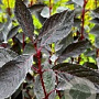 Cornus alba Nightfall 30-40 cm 3,0L