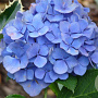 Hydrangea m. 'Endl. Sum.' - blauw GM C3