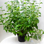 Cornus sericea 'Flaviramea' 30-40 cm 3,0L