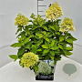 Hydrangea pan. Little Spooky 30-35 cm 10L
