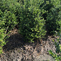 Ilex crenata 'Convexa' 50-60 cm met kluit