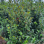 Ilex meserv. Blue Maid 125-150 cm met kluit