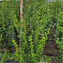 Ligustrum ovalifolium 125-150 cm met kluit