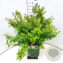 Ligustrum vulg. 'Lodense' 30-40 cm 10L