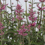 Agastache 'Rosie Posie' GM P9