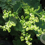 Alchemilla mollis 'Irish Silk' GM P9