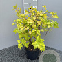 Physocarpus opulif. 'Dart's Gold' 50-60 cm 3,0L