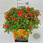 Potentilla f. 'Red Ace' 30-40 cm 10L