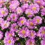 Aster (D) Alpha Light Pink GM P9