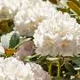 Rhododendron (Y) 'Schneekrone' 30-35 cm 5,0L