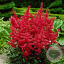 Astilbe (A) 'Fanal' C1.5 wortelecht