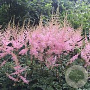 Astilbe (S) 'Hennie Graafland' C1.5 wortelecht