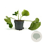 Brunnera macrophylla GM 2,0L