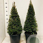 Taxus baccata 60-70 cm 10L kegel