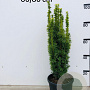 Taxus b. 'David' 60-80 cm 10L