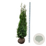 Thuja pl. 'Atrovirens' 160-180 cm met kluit