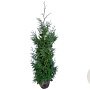 Thuja pl. 'Gelderland' 160-180 cm met kluit