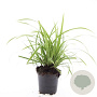 Carex morrowii 'Ice Dance' GM C1.3