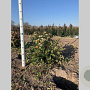 Viburnum tinus 40-60 cm met kluit