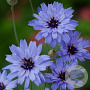 Catananche caerulea 'Blue' GM P9