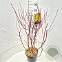 Cornus alba 'Aurea' 60-80 cm 10L