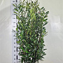 Prunus l. Elly 120-140 cm met kluit