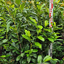 Prunus l. 'Novita' 120-140 cm met kluit extra