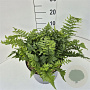 Dryopteris filix-mas 35-40 cm 10L