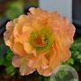 Geum 'Fireball' GM P9